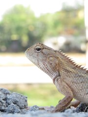 Iguana on a rock.