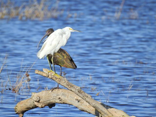 A glossy ibis and a snowy egret perched on a fallen tree branch protruding from the shallow waters of the Merced National Wildlife Refuge, in the northern San Joaquin Valley, California.