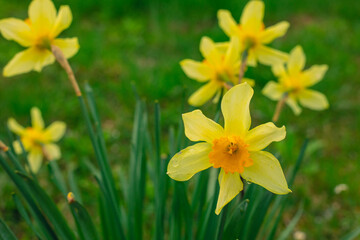 Daffodil, Narcissus on a green grass background
