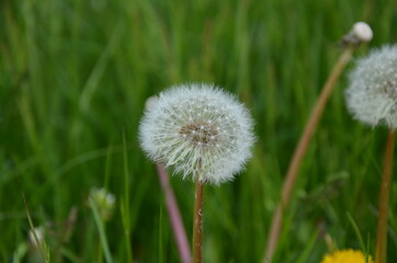 Obraz na płótnie Canvas dandelion on grass