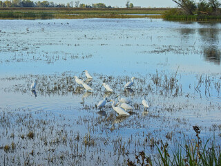 Snowy egrets wading in the shallow waters of the Merced National Wildlife Refuge, in the northern San Joaquin Valley, California.