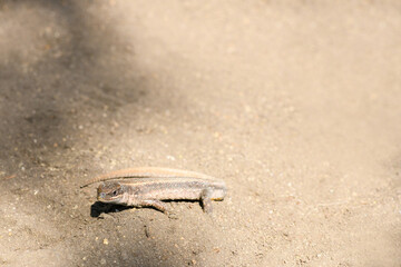 Little lizard hides on the ground, close up. Top place for text