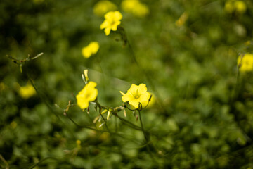 Obraz premium Yellow flower oxalis pes-caprae closeup