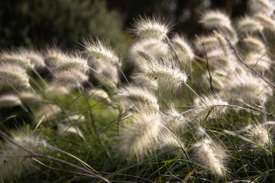 Fluffy grass on the sunlight, tenderness, pennisetum grass