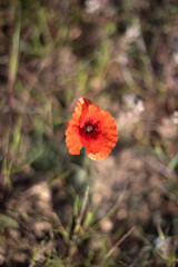 One red poppy flower growing in green field in Barcelona, Spain