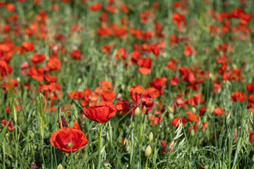 Fototapeta na wymiar A flowering red poppy field in Barcelona, Spain