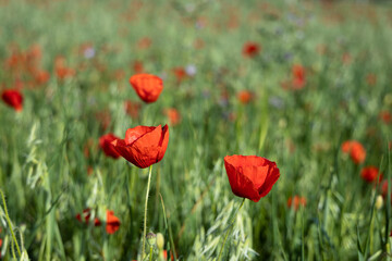 A flowering red poppy field in Barcelona, Spain