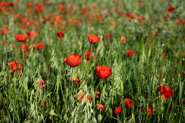 A flowering red poppy field in Barcelona, Spain
