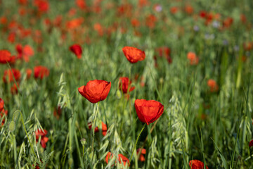 A flowering red poppy field in Barcelona, Spain
