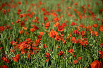 A flowering red poppy field in Barcelona, Spain