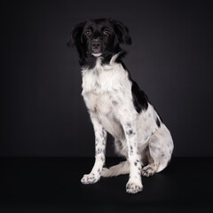 Adorable Frisian Stabyhoun Puppy sitting, looking intense towards camera. Isolated on a black background.