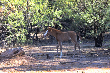 Young, leggy member of Salt River Wild Horses herd in Tonto National Forest in Arizona, United...