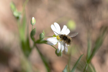 Bombyle Bombylius trichurus posé sur une Holostée stellaire en macro