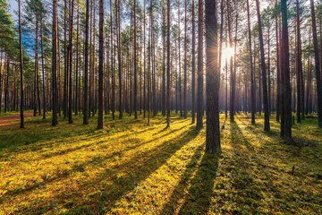 Pine forest in autumn. The sun shines through the trees. Moss-covered glade. Sun rays. Beautiful nature. Russia, Europe.