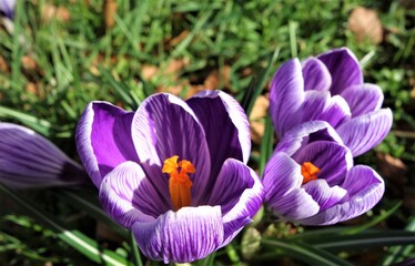 purple crocus flowers