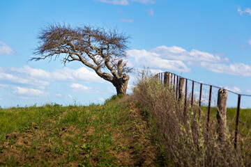 Beautiful landscape of a bare tree on the lawn by the fence on a sunny day