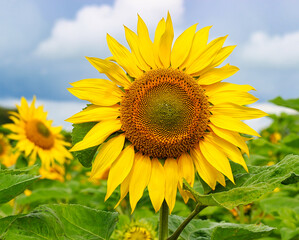 Fototapeta premium Sunflower Happiness