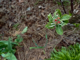 apple blossom in the old garden