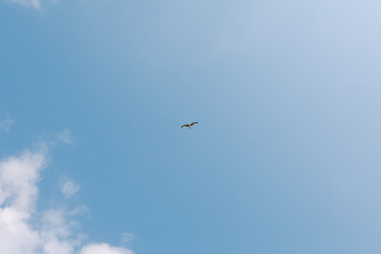 A flying bird in blue sky with clouds.