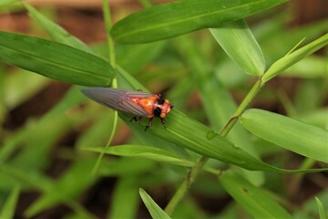 A leafhopper is the common name for any species from the family Cicadellidae. These minute insects, colloquially known as hoppers, are plant feeders that suck plant sap from grass, shrubs, or trees.