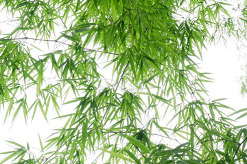 Green bamboo leaf for background.