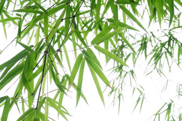 Green bamboo leaf for background.