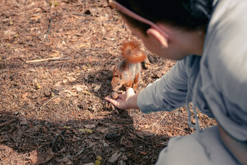 Squirrel eats nuts from a female hand. The woman feeds the squirrel from her hand