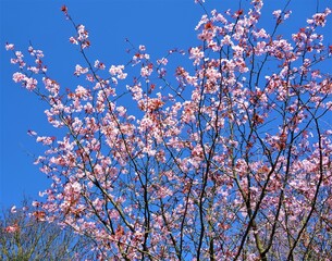 cherry blossom in spring