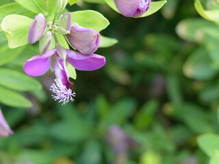 Obraz premium Lilac flower with stamens sticking out.