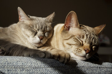 two Australian Mist cats sleep together