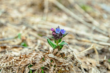 Pulmonaria officinalis, common lungwort, honeydew flowers break through the foliage, the first...