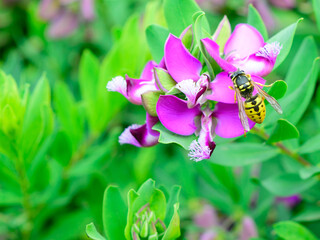 Wasp perched on beautiful flower.