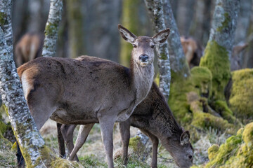The red deer (Cervus elaphus)
