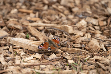 Peacock butterfly with wings open showing pattern on forest floor