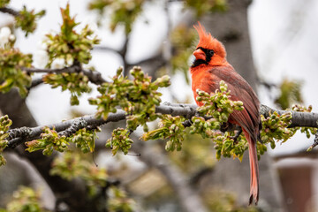 Northern Cardinal perched in a tree singing during spring late snowfall