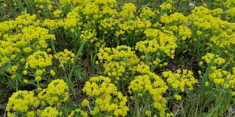 field of flowers