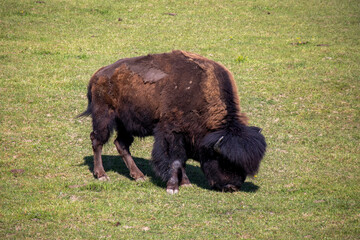 Bison mit lustiger Frisur 