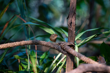 Grey - cheeked Fulvetta