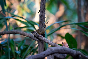 Grey - cheeked Fulvetta