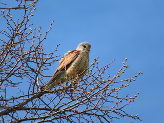 Turmfalke auf Baum