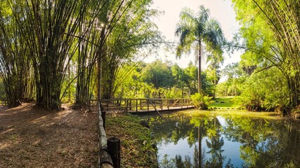 morning in the forest