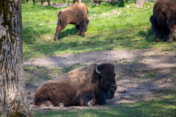 Bisonkuh beim Morgenbad
