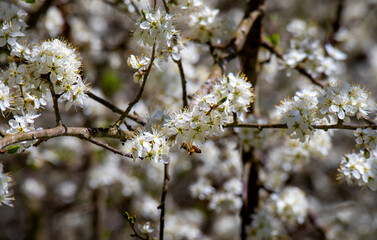 Apfelbaumblüte am Bodensee