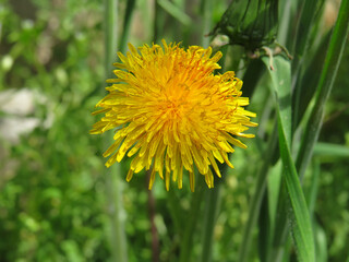Dandelion in nature, the background is glass