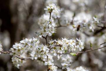 Apfelbaumblüte am Bodensee