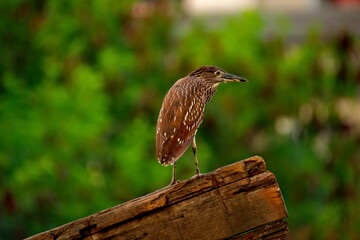 Malaysia. Semporna Fish Market. The Caledonian croaker watches for fish lost or discarded by vendors.
