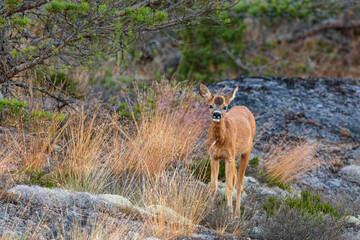 Young roe deer in the forest