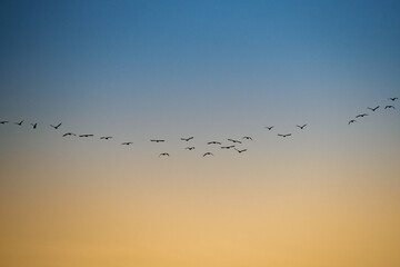 Silhouettes of a flock of cormorants flying in the sunset