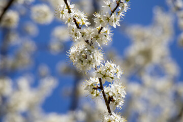 Apfelbaumblüte am Bodensee