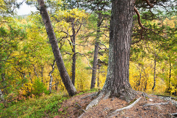 Golden autumn, trees on stones (Kola Peninsula, Murmansk region)

This is the European part of Russia, the Northern Region (beyond the Arctic Circle)
